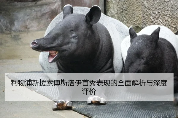 利物浦新援索博斯洛伊首秀表现的全面解析与深度评价